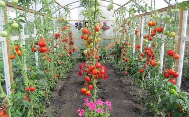 Tomato pests in the greenhouse + photo 