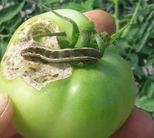 Tomato pests in the greenhouse + photo 