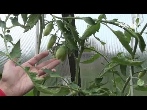 Tomato pests in the greenhouse + photo 