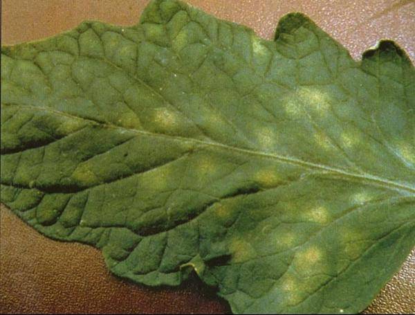 Tomato pests in the greenhouse + photo 