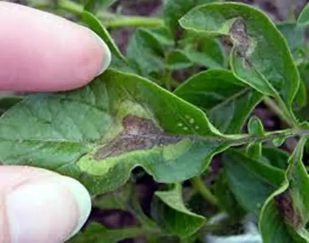 Tomato pests in the greenhouse + photo 