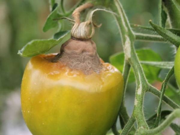 Tomato pests in the greenhouse + photo 