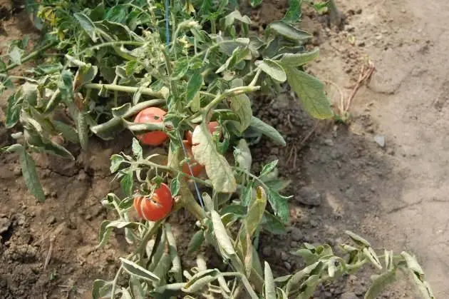 Tomato pests in the greenhouse + photo 