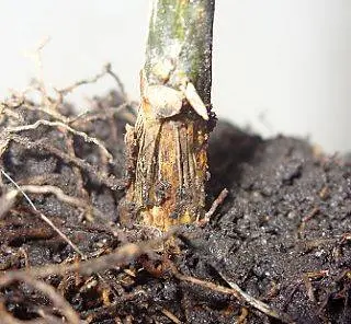 Tomato pests in the greenhouse + photo 