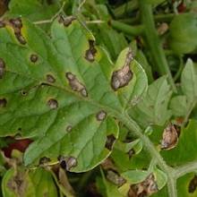 Tomato pests in the greenhouse + photo 