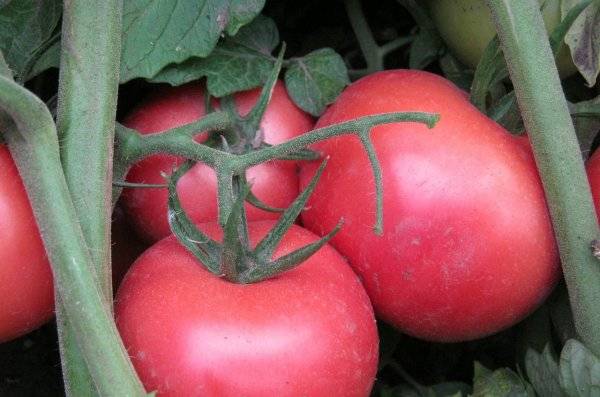 Tomato Pink bush: characteristics and description of the variety