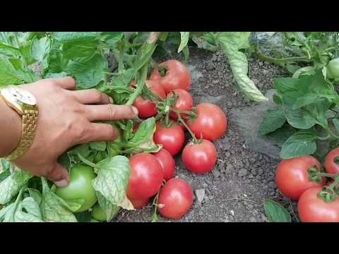 Tomato Pink bush: characteristics and description of the variety