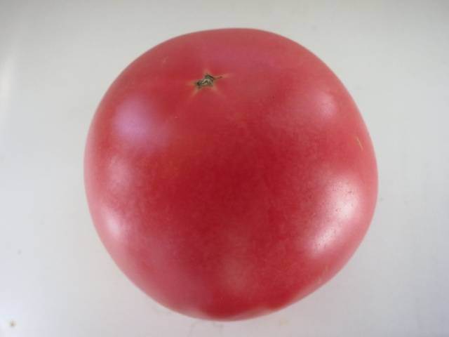 Tomato Pink bush: characteristics and description of the variety