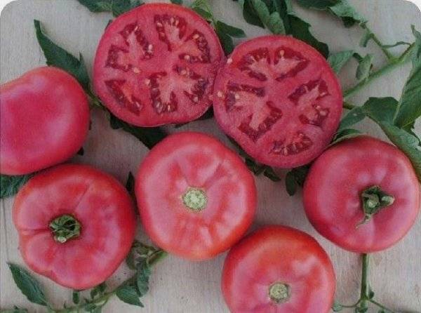 Tomato Pink bush: characteristics and description of the variety