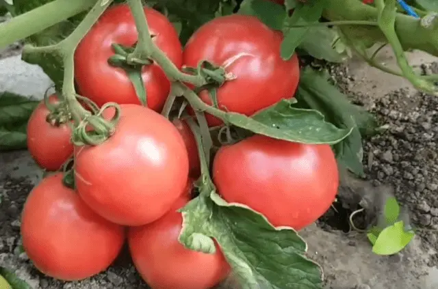 Tomato Pink bush: characteristics and description of the variety