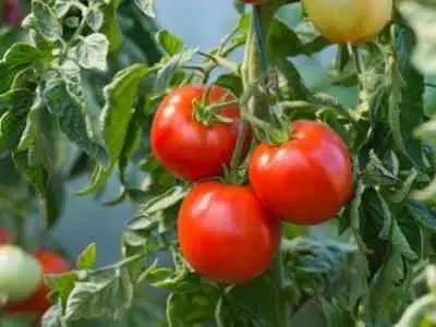 Tomato Pink bush: characteristics and description of the variety