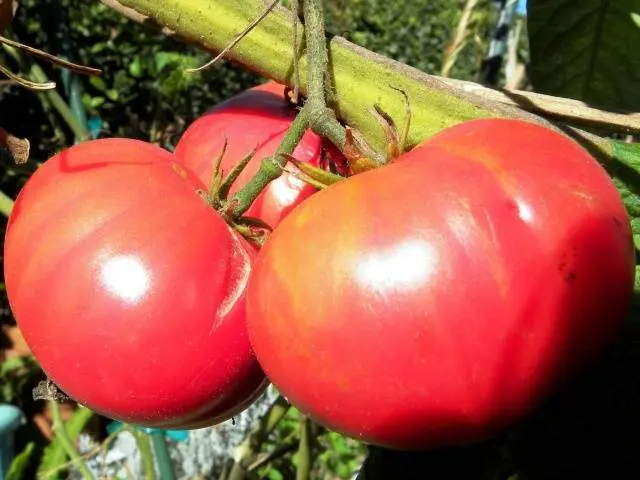 Tomato Pink cheeks: reviews, photos