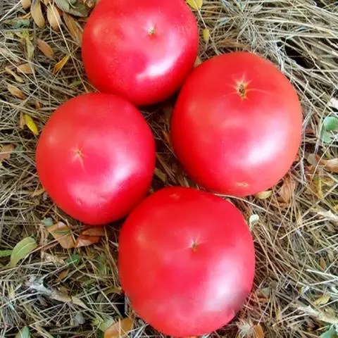 Tomato Pink elephant: characteristics and description of the variety