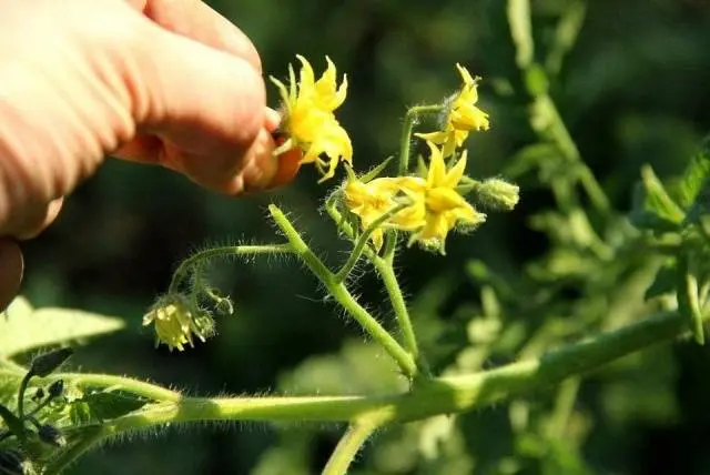 Tomato Pink elephant: characteristics and description of the variety