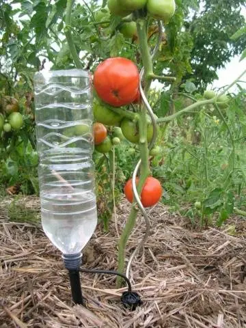 Tomato Pink elephant: characteristics and description of the variety