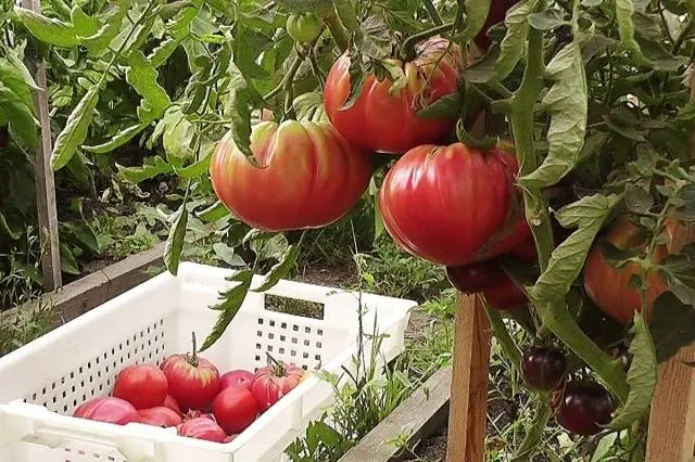 Tomato Pink elephant: characteristics and description of the variety