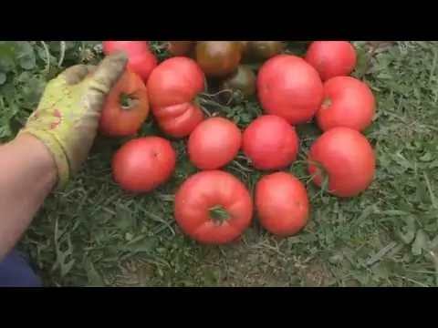 Tomato Pink elephant: characteristics and description of the variety