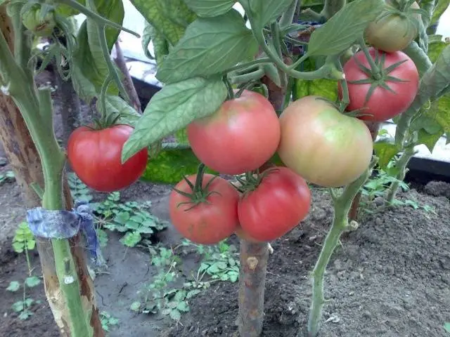 Tomato Pink elephant: characteristics and description of the variety