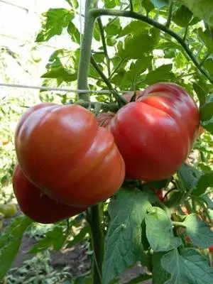 Tomato Pink elephant: characteristics and description of the variety