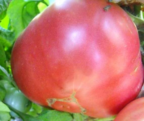 Tomato Pink elephant: characteristics and description of the variety