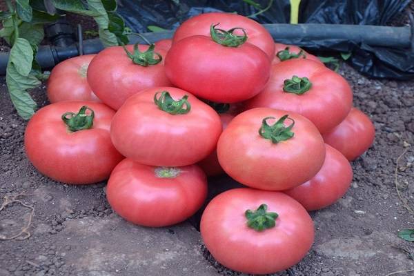 Tomato Pink King: reviews, photos, yield