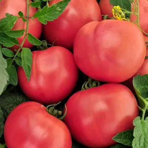 Tomato Pink King: reviews, photos, yield