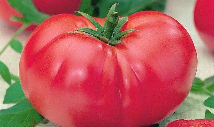 Tomato Pink King: reviews, photos, yield