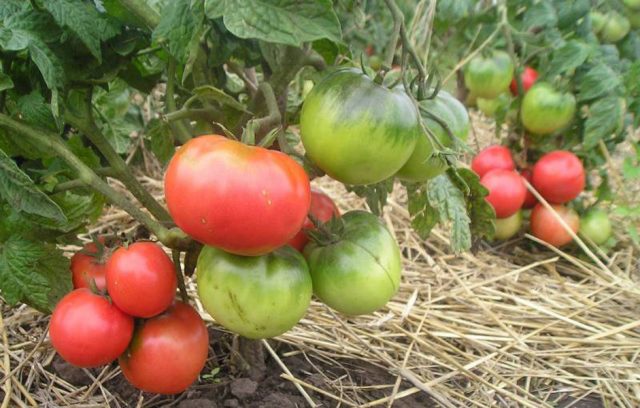 Tomato Pink leader: characteristics and description of the variety