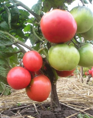 Tomato Pink leader: characteristics and description of the variety