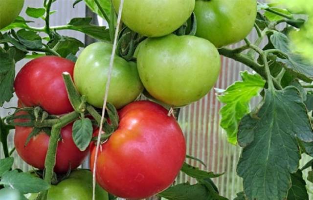 Tomato Pink Paradise F1