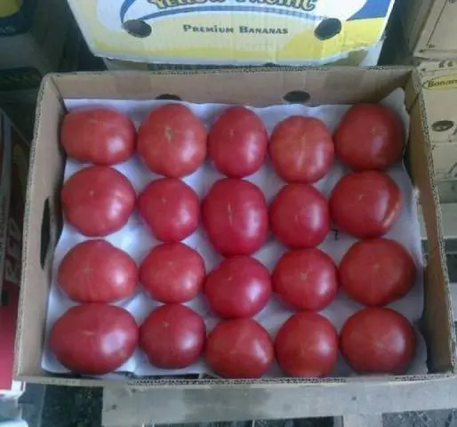 Tomato Pink Paradise F1