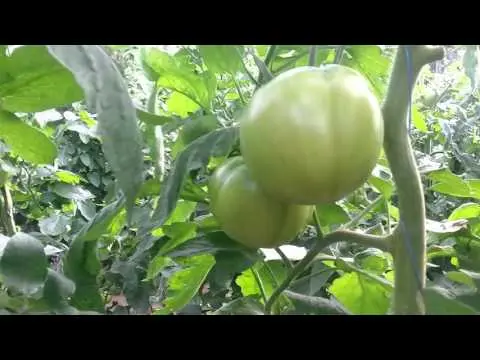 Tomato Pink Paradise F1