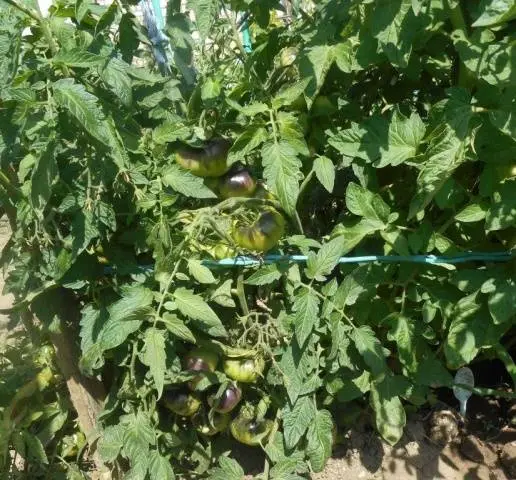 Tomato Pink Siberian Tiger