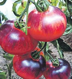 Tomato Pink Siberian Tiger