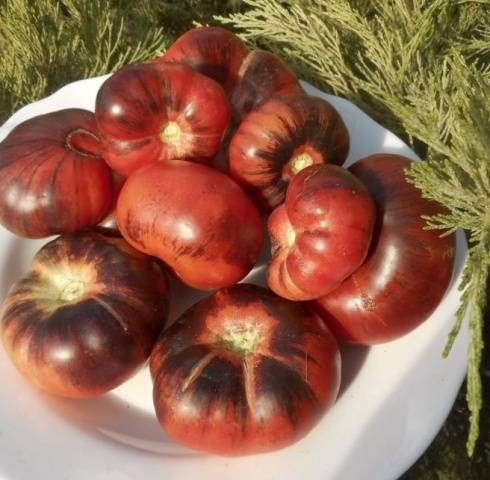 Tomato Pink Siberian Tiger