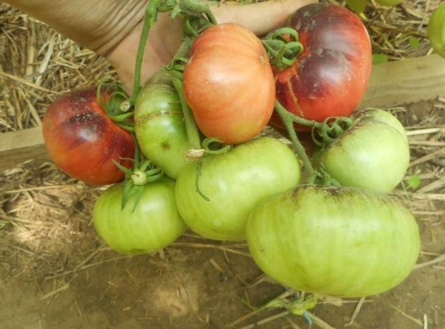 Tomato Pink Siberian Tiger