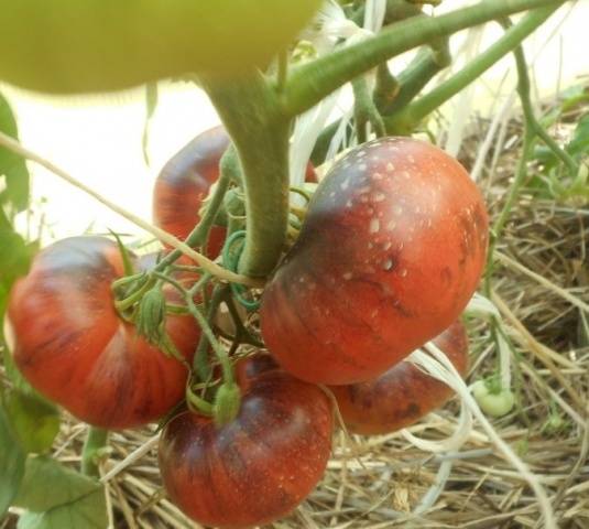 Tomato Pink Siberian Tiger