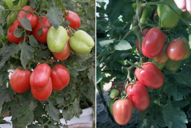 Tomato Pink Stella: reviews, photos, yield