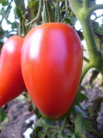 Tomato Pink Stella: reviews, photos, yield