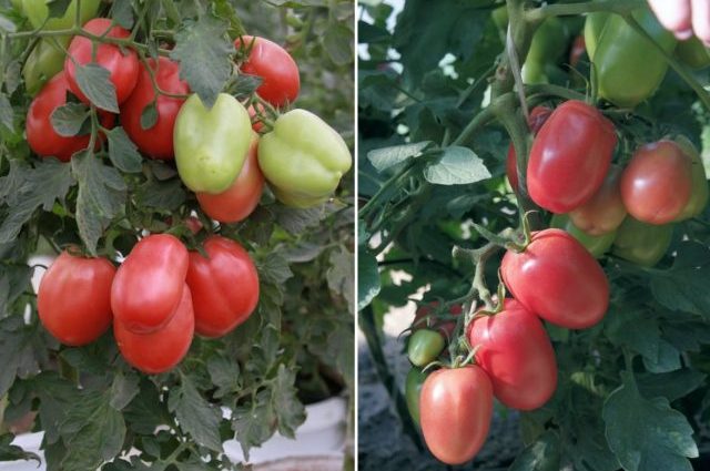 Tomato Pink Stella: reviews, photos, yield