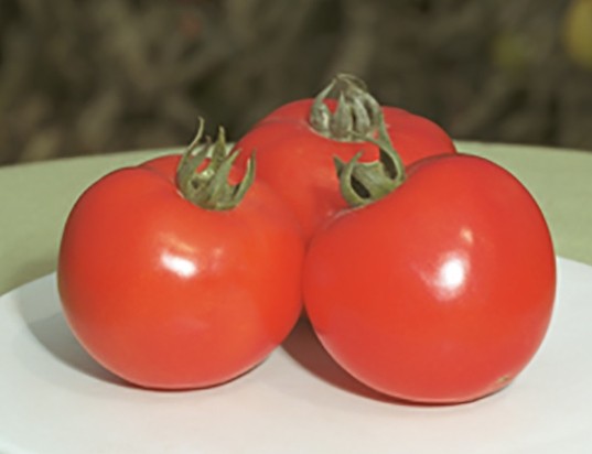 Tomato Polfast f1: characteristics and description of the variety