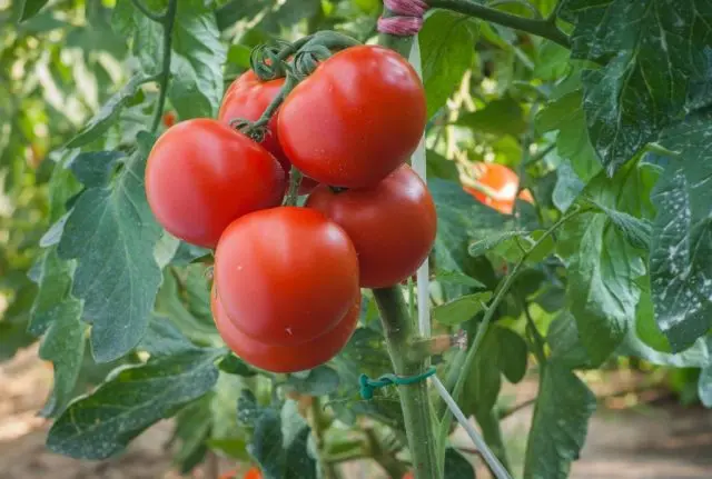 Tomato Polfast f1: characteristics and description of the variety