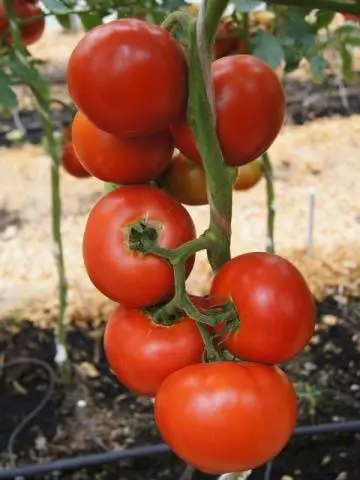 Tomato President 2 F1