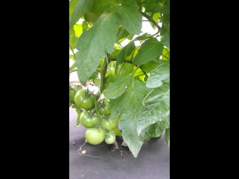 Tomato President 2 F1