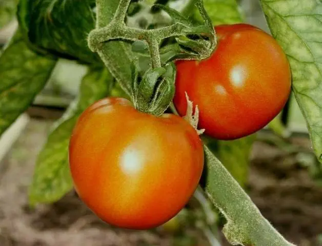 Tomato President 2 F1