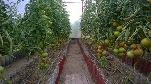 Tomato President: characteristics and description of the variety