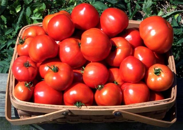 Tomato President: characteristics and description of the variety