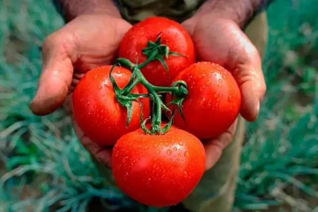 Tomato President: characteristics and description of the variety