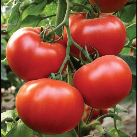 Tomato President: characteristics and description of the variety