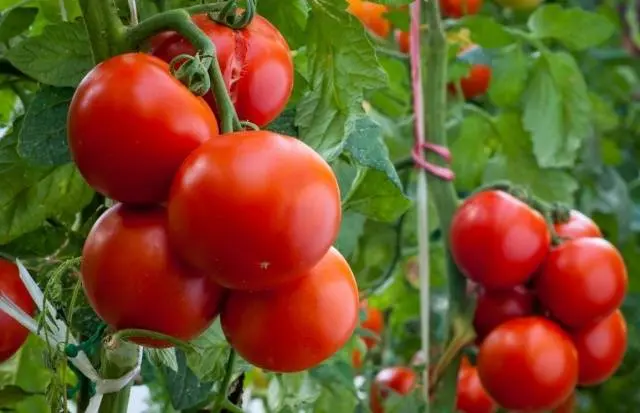 Tomato President: characteristics and description of the variety